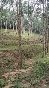 Percubaan untuk menanam pokok getah di amerika selatan ternyata tidak memuaskan. Ladang Getah Freehold Kumpul Aset Hartanah Malaysia Facebook