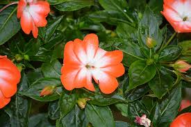 Plants with large leaves and small clusters of orange flowers. Flowers Impatiens Red White Nature Garden Green Leaves Plants Flowering Plant Beauty In Nature Pxfuel