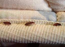 Pin On Pest Information