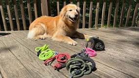 Best Dog Leashes of 2025 - Consumer Reports