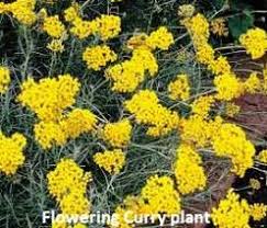Best cat repellents for outdoor cats list. Cat Repellent Plants To Keep Cat Repellant Plants That Repel Cats Cat Plants