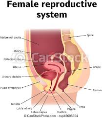 The menstrual cycle is an important process which helps regulate the female reproductive system. Female Internal Genital Organs Sectional Structure Of The Female Reproductive System Canstock