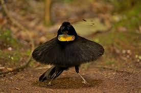 Burung jantan berwarna hitam dan kuning tua. Gambar Burung Cendrawasih Hitam Putih
