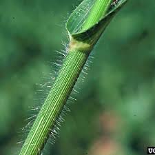 Image result for Panicum adenophorum