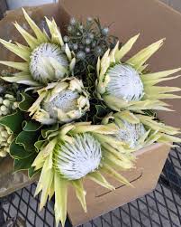 Image result for Protea argyrea