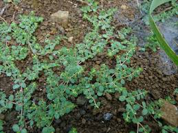 Image result for Euphorbia prostrata