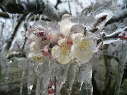 Check out our grafted fruit tree selection for the very best in unique or custom, handmade pieces from our craft supplies & tools shops. Frozen Flowers Stone Fruit And The Summerfruit Industry Te Ara Encyclopedia Of New Zealand