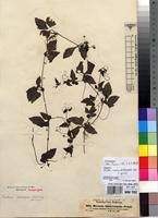 Image result for Ctenolepis cerasiformis