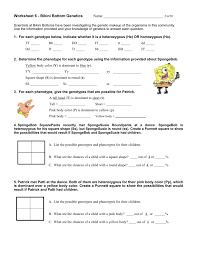 Create a punnett square to show the possibilities that would result if spongebob and spongesusie had children. Spongebob Genetics Bikini Bottom 021219