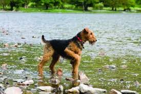 We networked with other dog breeders since 1997, but will no longer be getting puppies from other breeders since we are preparing to retire. Airedale Terrier Dog Breed Profile Petfinder