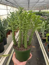 Image result for Euphorbia schinzii