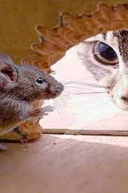 funny cats vs mouse tom and jerry real life top cats video compilation fish hunt buzz cat gif cat top funny cat pictures