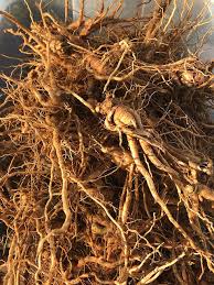 Image result for Withania somnifera