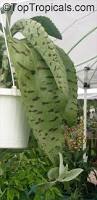 Image result for Bryophyllum