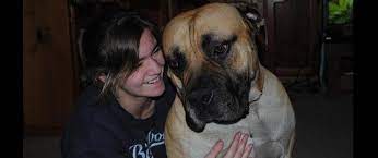 German shepherd pups for sale in phoenix makes excellent family pets pups are dewormed and vet checked and vaccinated colours available black and tan cheese price r1800 each parents to. Pine Ridge Boerboels
