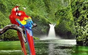 صور ببغاء ملون بألوان عديدة. Ø§Ø­Ù„Ù‰ ØµÙˆØ± Ø§Ù„Ø¨Ø¨ØºØ§Ø¡ Ø¨Ø§Ù„ÙˆØ§Ù†Ù‡ Ø§Ø¬Ù…Ù„ Ø®Ù„ÙÙŠØ§Øª Ø§Ù„Ø¨Ø¨ØºØ§Ø¡ Ø§Ù„Ù…Ù„ÙˆÙ† 2021 Macaw Wallpapers ØµÙ‚ÙˆØ± Ø§Ù„Ø¥Ø¨Ø¯Ø¢Ø¹