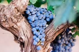 Get the best deals on grape fruits&fruit trees. 5299092 5184x3456 Vineyard Tree Grapes Wine Blue Vine Grape Uva Spain Bark Comida Purple Leaf Free Pictures Harvest Crops Food Wood Fruit Vendimium Nature Mocah Hd Wallpapers