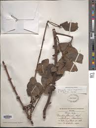 Image result for Cyphostemma obovato-oblongum