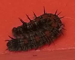 Black And Red Spiky Caterpillar California Black Furry Spiny Caterpillars All Over My Southern California Home Nymphalis Antiopa Bugguide Net
