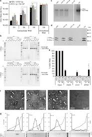Hepatitis delta virus requires the envelope of the helper virus, hepatitis b virus (family hepadnaviridae), to produce infectious particles. Enveloped Viruses Distinct From Hbv Induce Dissemination Of Hepatitis D Virus In Vivo Nature Communications