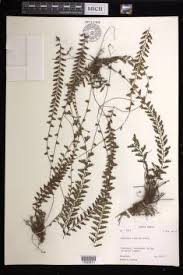 Image result for Adiantum incisum