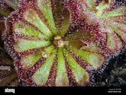 Image result for Droseraceae