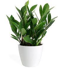 Zamioculcas Zamiifolia Small Small Indoor Plants Plants Potted Plants Patio