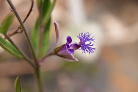 Image result for Polygala stenopetala