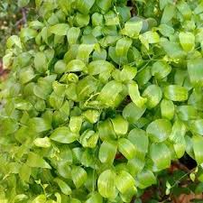 Image result for Asparagus asparagoides