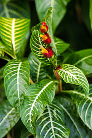 Image result for Sanchezia