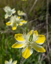 Image result for Papaveraceae