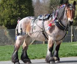 The belgian draft horse was developed in the fertile pastures of belgium. List Of Belgian Horse Breeds Wikipedia