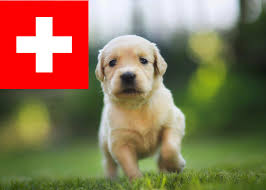 Wir sammeln bis zu 86 anzeigen von hunderten kleinanzeigen portalen für dich! Golden Retriever Zuchter In Der Schweiz Goldenr De