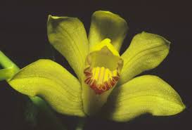 Image result for Phaius