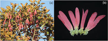 Image result for Dipterocarpaceae