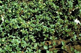 Image result for Acanthospermum australe