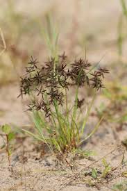 Image result for Pycreus flavidus