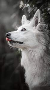 Swiss Shepherd 4k Ultra Hd Mobile Wallpaper Beautiful Dogs Animals Beautiful Cute Animals