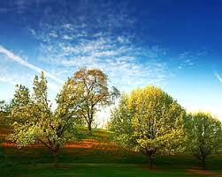 To get the desktop background (wallpaper) click on the required resolution. Page 8 Hd Hill And Trees Wallpapers Peakpx