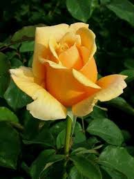 Beautiful flowers for her birthday. Arose For Mum On Her Birthday Love Flowers Rose Buds Beautiful Flowers