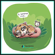 Check spelling or type a new query. Monito Del Monte Dromiciops Gliroides Faunanimo