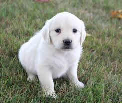 White golden retriever puppies near me. Puppies For Sale Near Me Find Your Puppy Vip Puppies Puppies For Sale Puppies Puppy Adoption