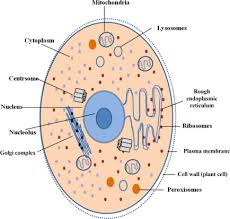 An animal cell that lacks a rough endoplasmic reticulum would be unable to perform which function. Introduction To Cell Biology Zooming In On Apoptosis In Prokaryotes And Eukaryotes Sciencedirect
