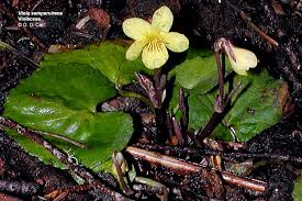 Image result for Violaceae