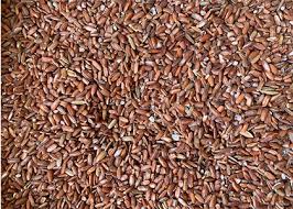 Image result for Oryza