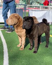 Your browser does not support the audio tag. 17 Pros And Cons Of Owning Shar Peis Pettime