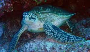 Green Sea Turtles Are No Longer Endangered In Florida And