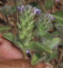 Image result for Nelsonia canescens