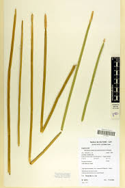 Image result for Eleocharis mutata