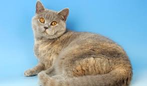 For instance, instagram user @kittykota_, who owns a british shorthair named kota, says, she follows us everywhere around the house and when we get home, she greets us like a dog. 2. British Shorthair Cat Breed Information